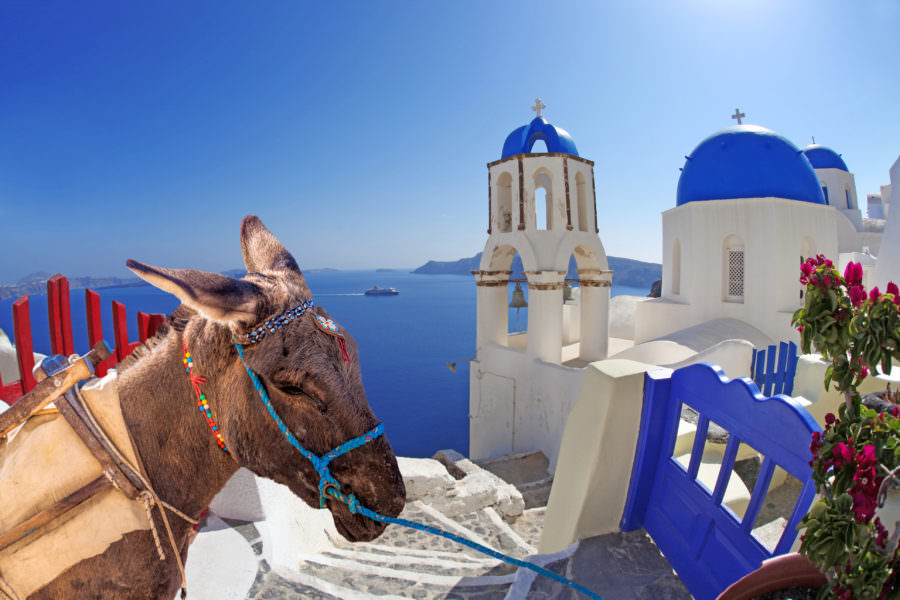 Ride A Donkey In Santorini During Your Visit