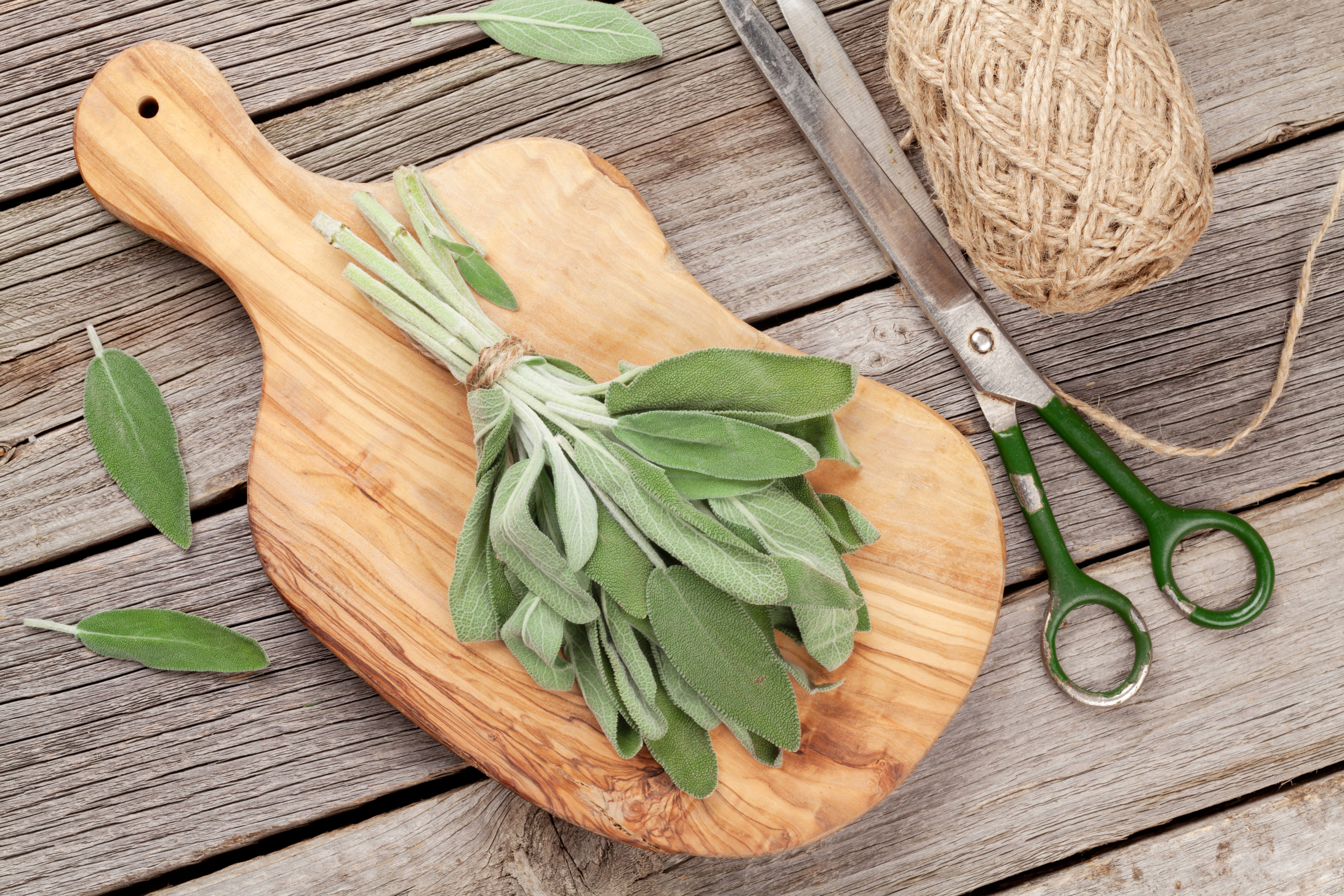 Greek Sage Cooking And Medicinal Info